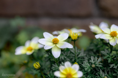（庭の花）