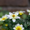 （庭の花）