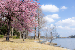 (お花見日和）