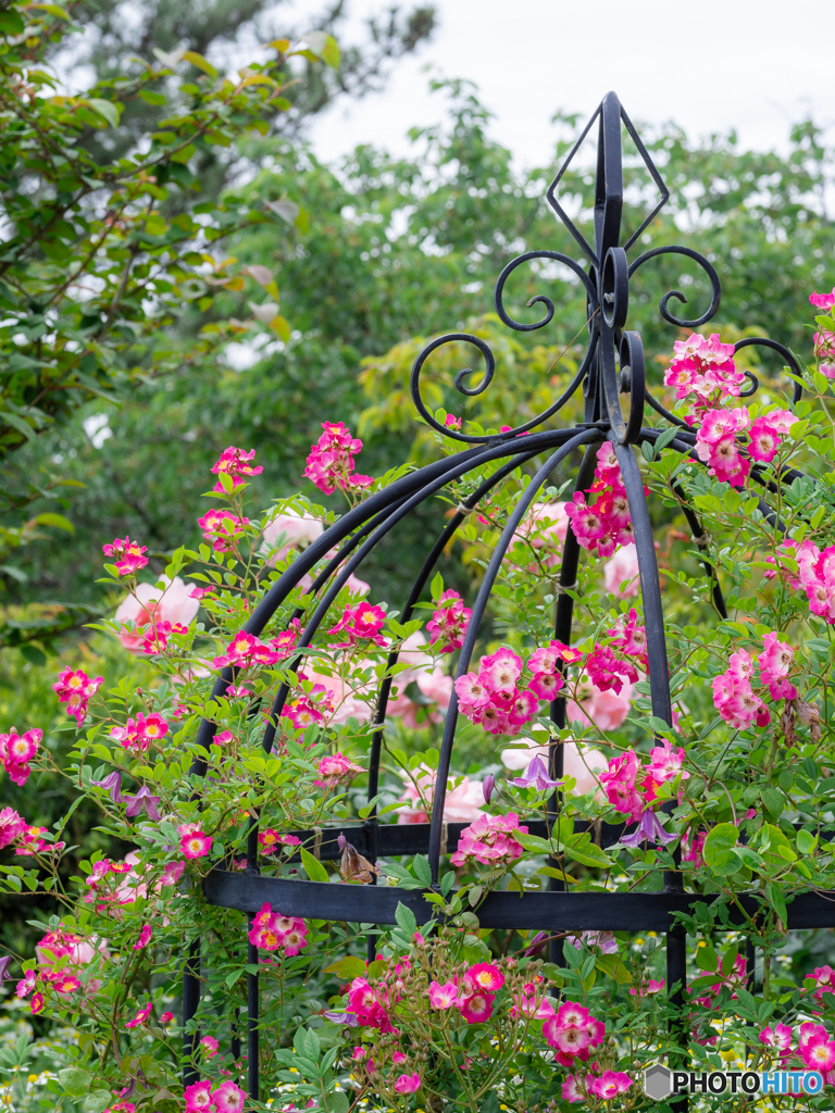 (Rose garden)