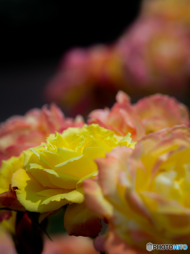 (Rose garden)