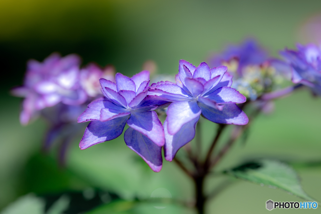 （額紫陽花）