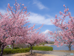 （漕艇場の桜）