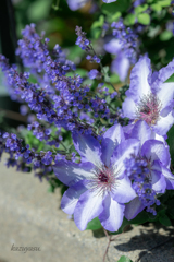 （clematis)
