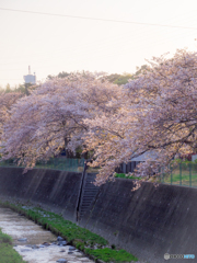 （近所の桜並木）