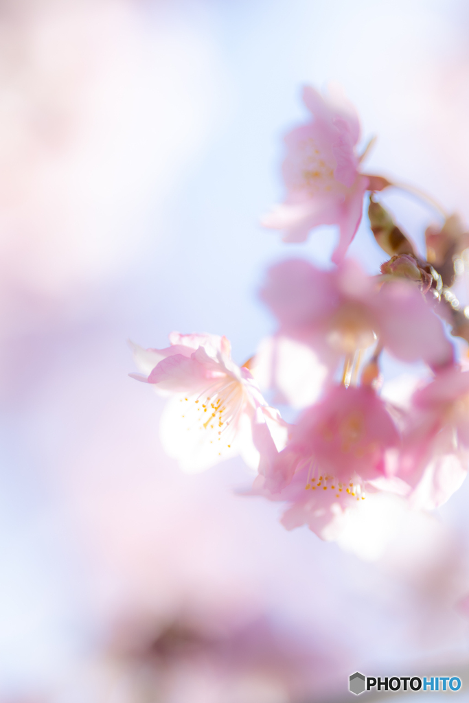 （早春の輝きの中で）