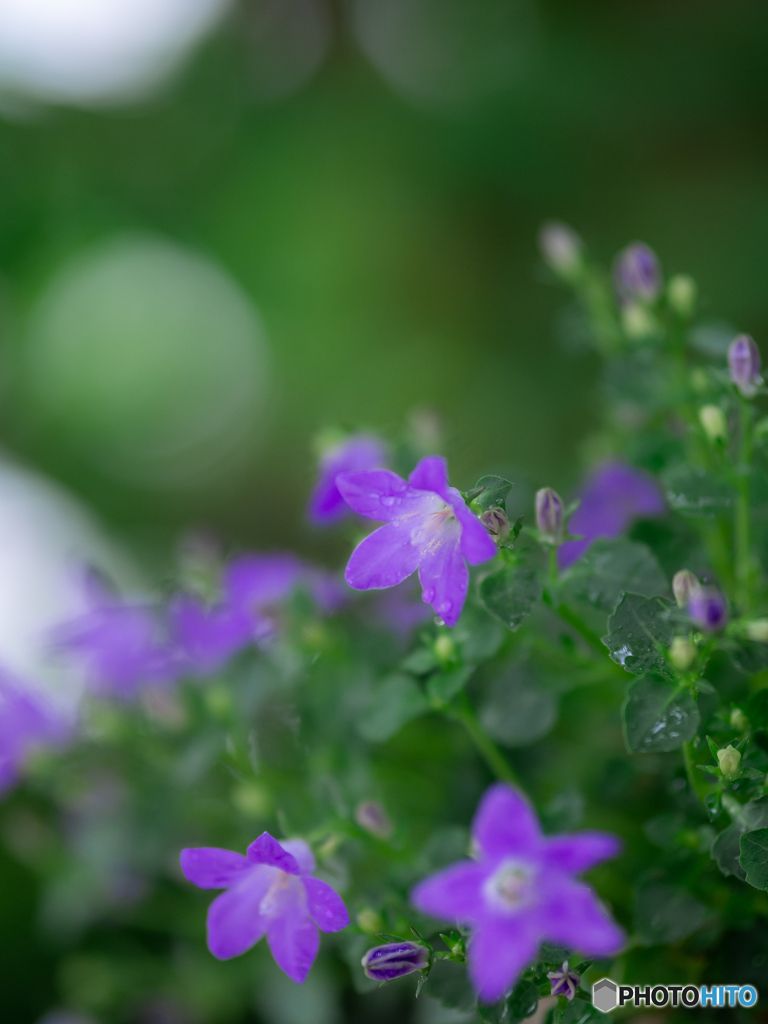 （bellflower)