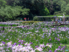 （花菖蒲園）