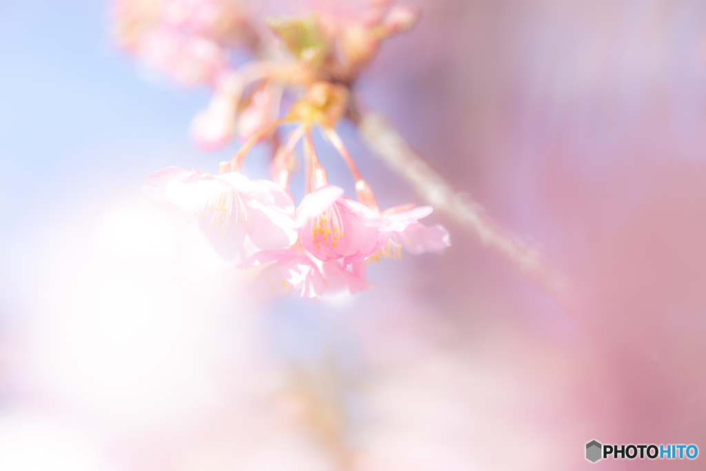 (早春の輝きの中で）