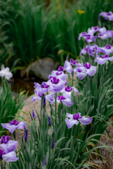 （雨の花菖蒲園）