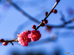 （寒紅梅）