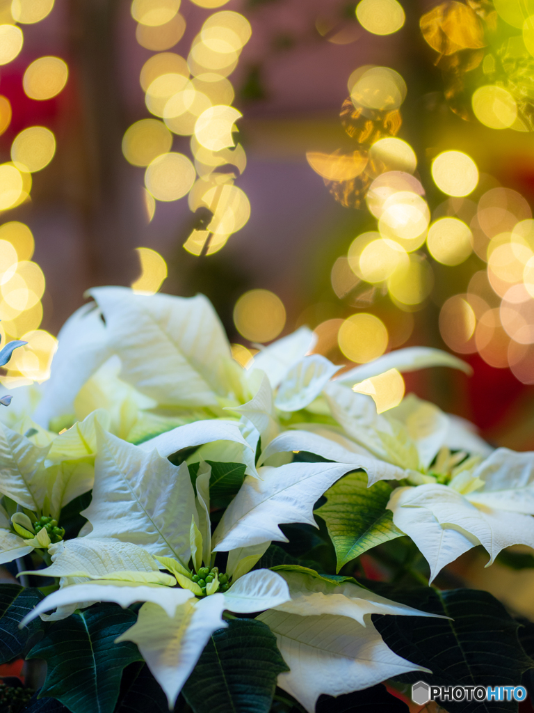 （Flower illumination)