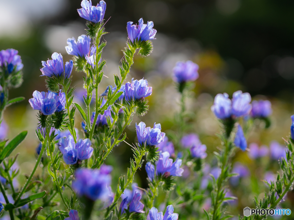 （blue bedder)
