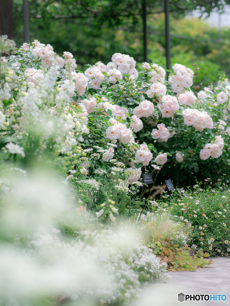 （White garden)