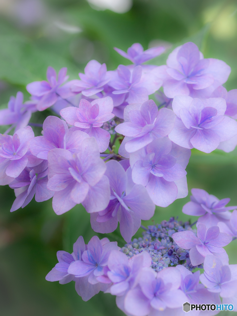 (夢色あじさい）