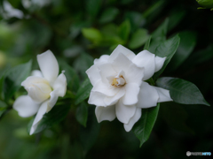 (gardenia)