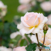 （Rose garden)