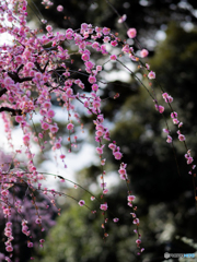 （掛川　龍尾神社）