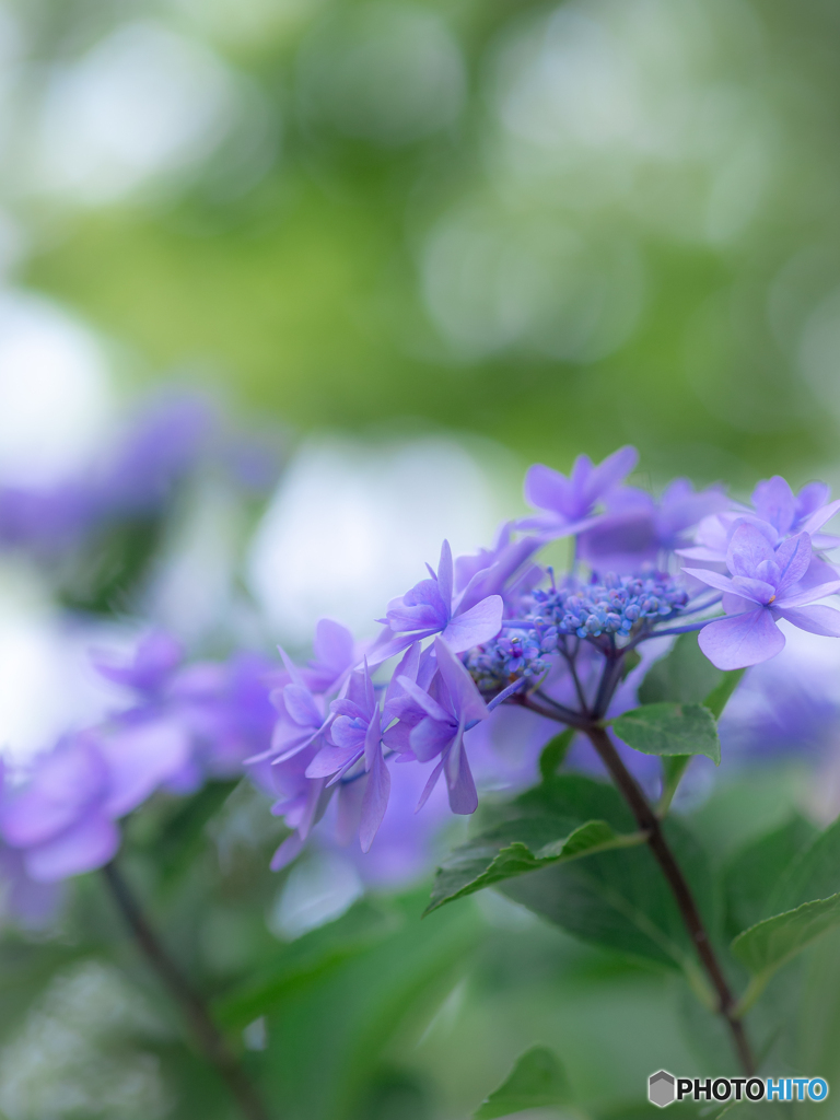 （紫陽花まつり）