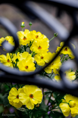 (庭の花）
