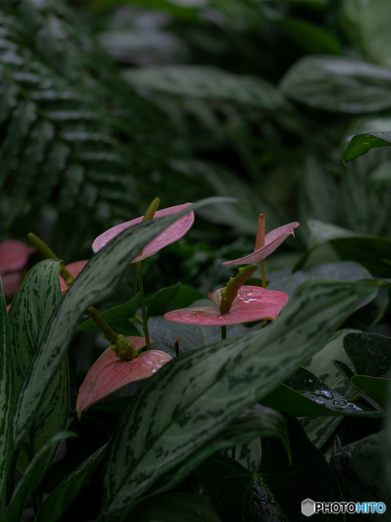 (anthurium)