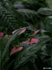 (anthurium)