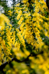 （ミモザの坂道を登って）