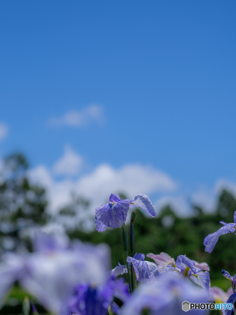（花菖蒲）