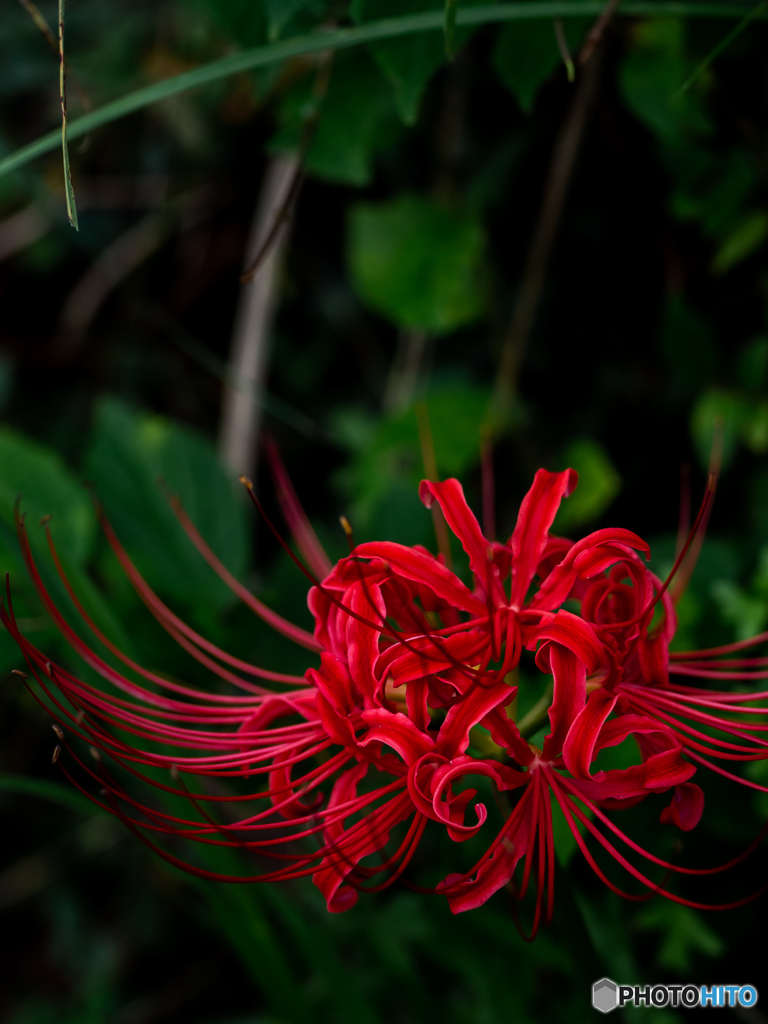 （曼珠沙華）