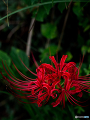 （曼珠沙華）