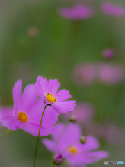 （秋桜）