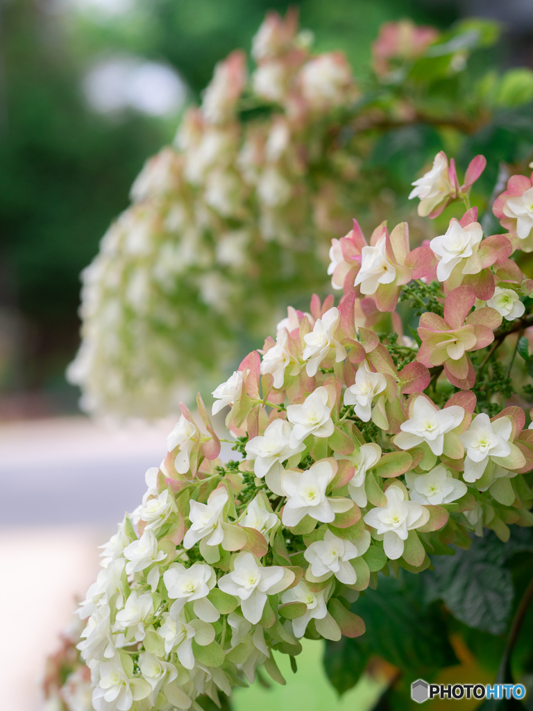 (夏色　柏葉紫陽花）