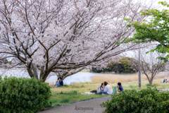 （ほのぼの♡お花見）
