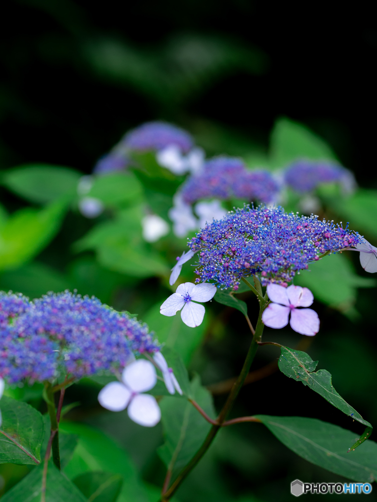 （山紫陽花）