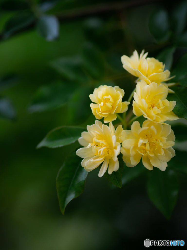 （庭の花）