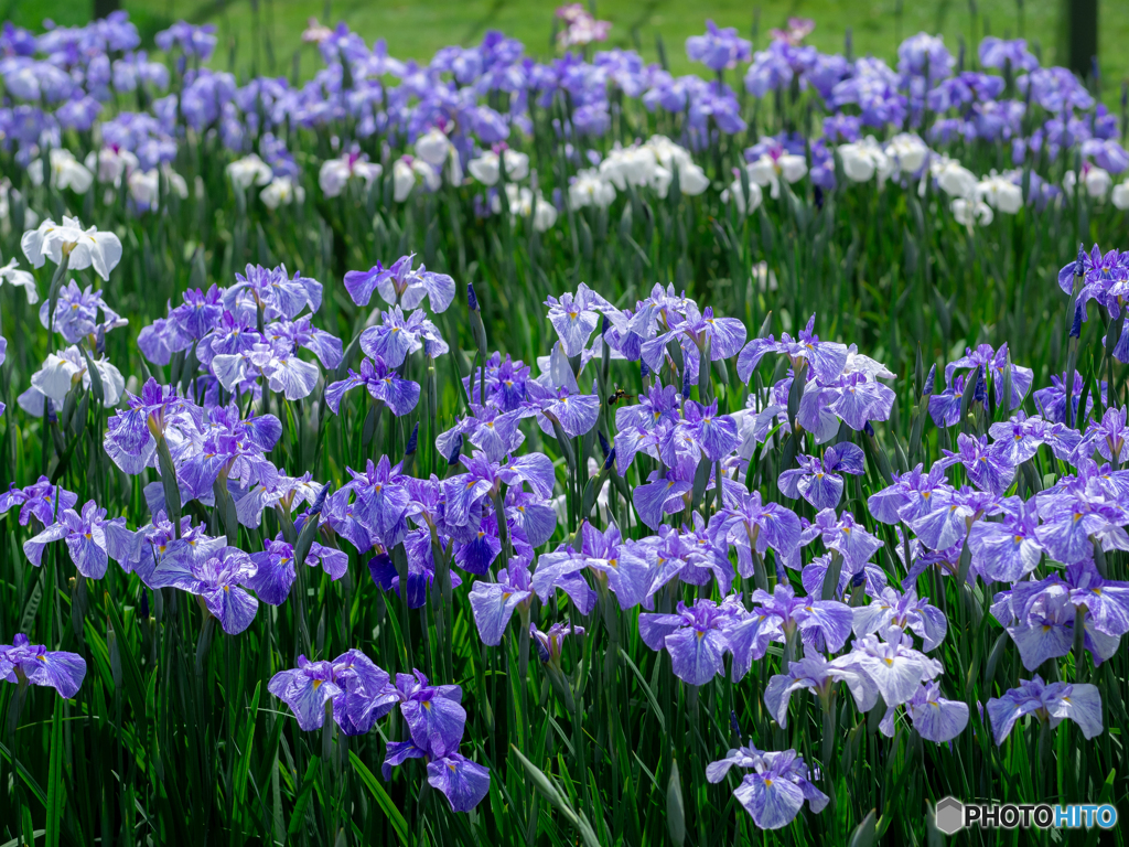 （Iris ensata)