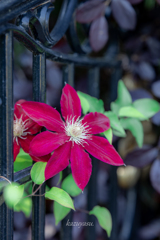 （Clematis)