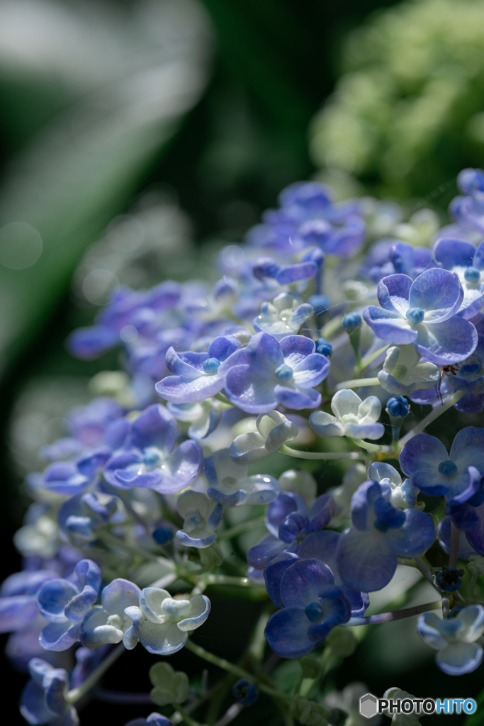 (おたふく紫陽花）