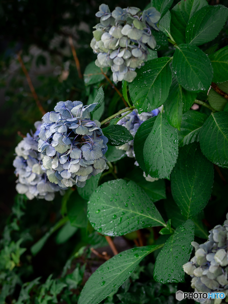 (庭の紫陽花)