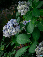 (庭の紫陽花)