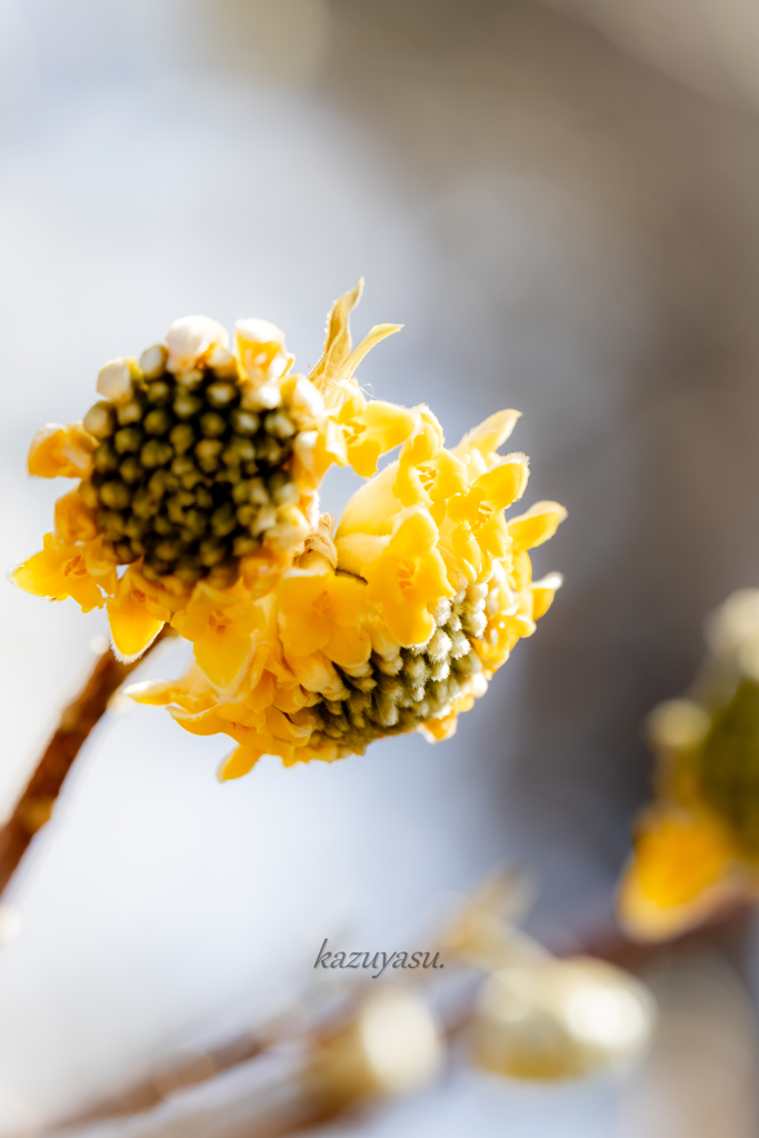 （三椏の花）