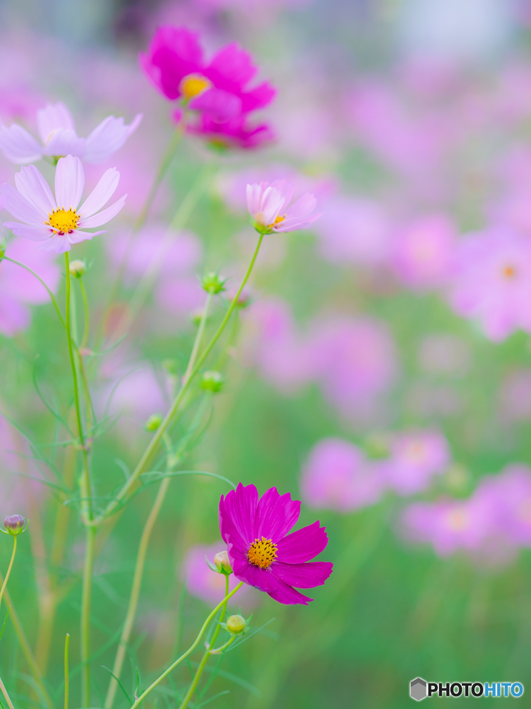 (cosmos)