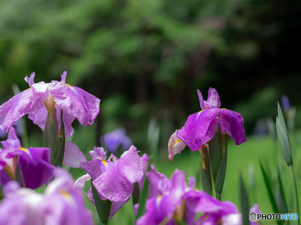（花菖蒲園）