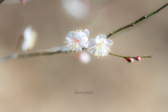 （白梅見つけた！）