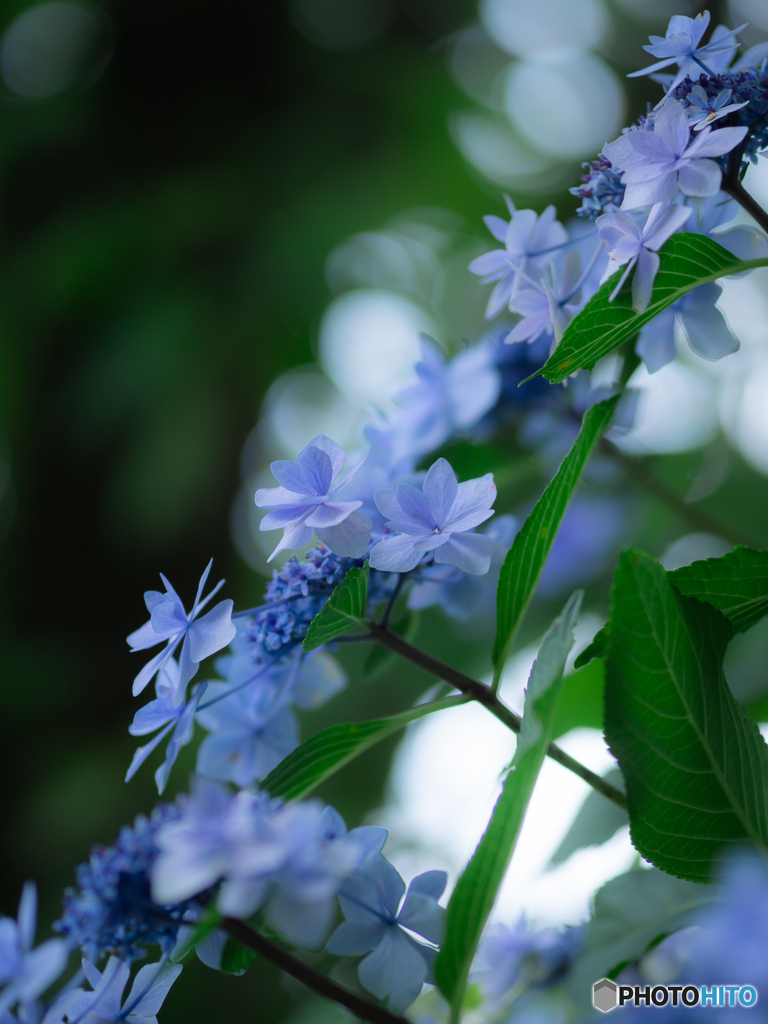 （夏色　額紫陽花）