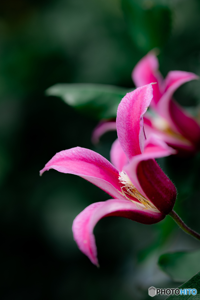 （clematis）