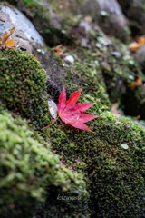 (苔むす石垣）