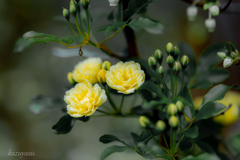 （庭の花）