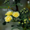 （庭の花）