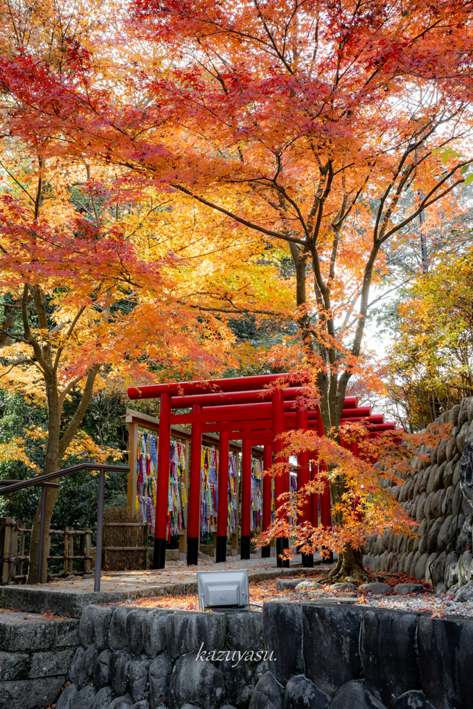 （二葉神社の赤鳥居）